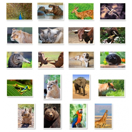 Animals Set of 10